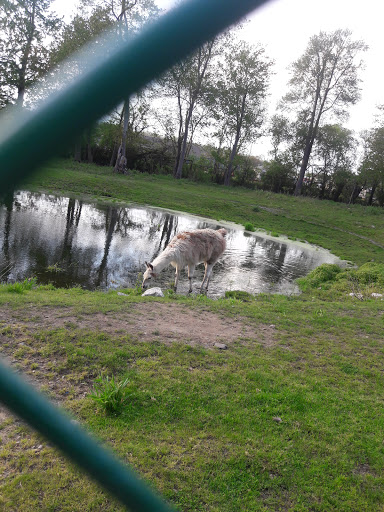 A serene view of a pond surrounded by grass and trees, with a glimpse of wildlife enjoying the peaceful setting.
