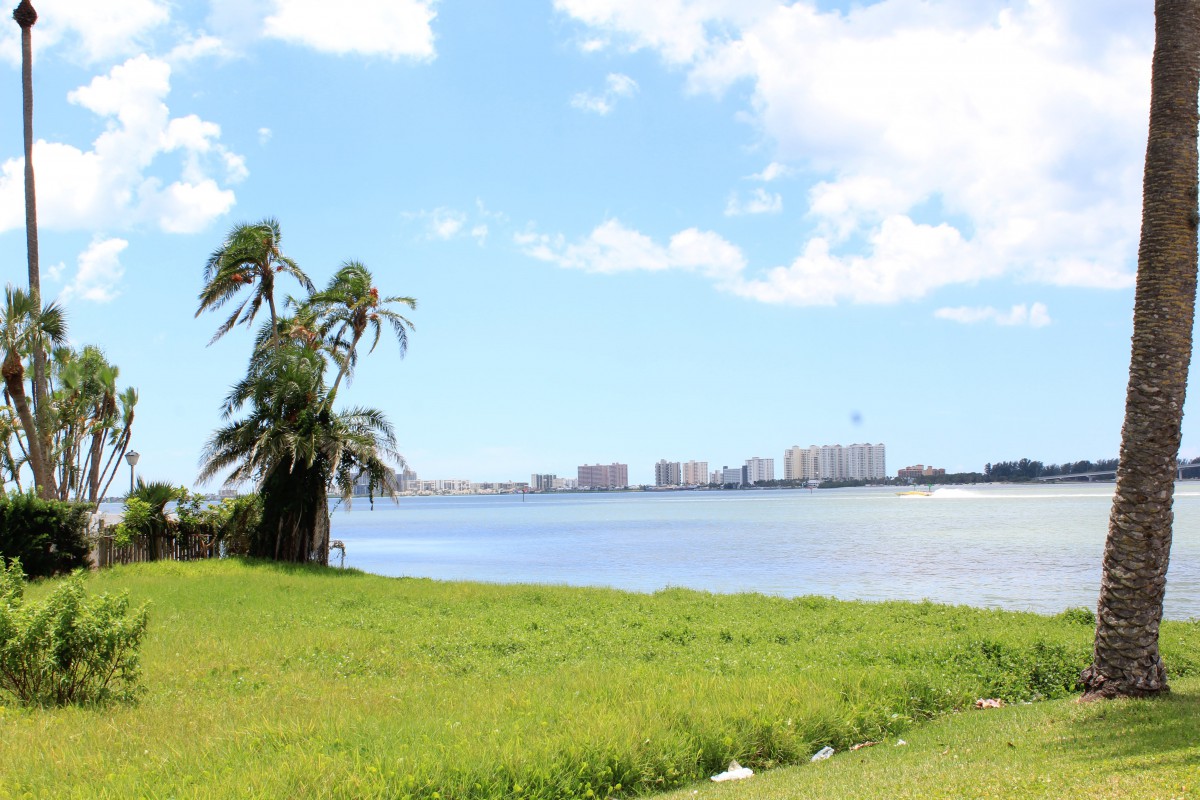 A picturesque view of a waterfront with a palm tree, grassy area, and skyline in the distance under a bright sky.