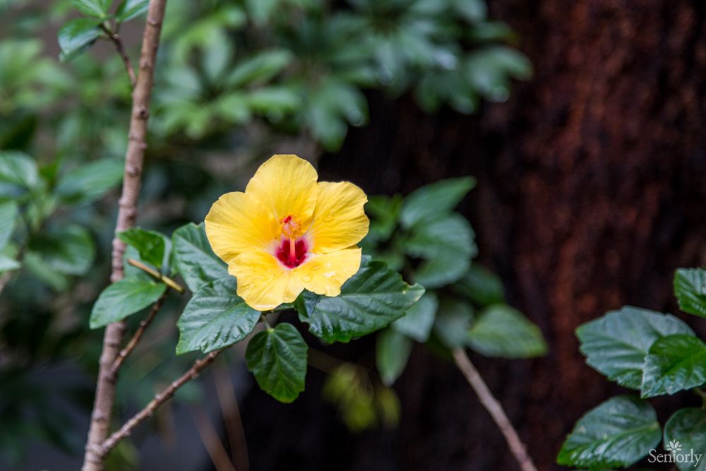 A vibrant yellow hibiscus flower in a lush garden setting.