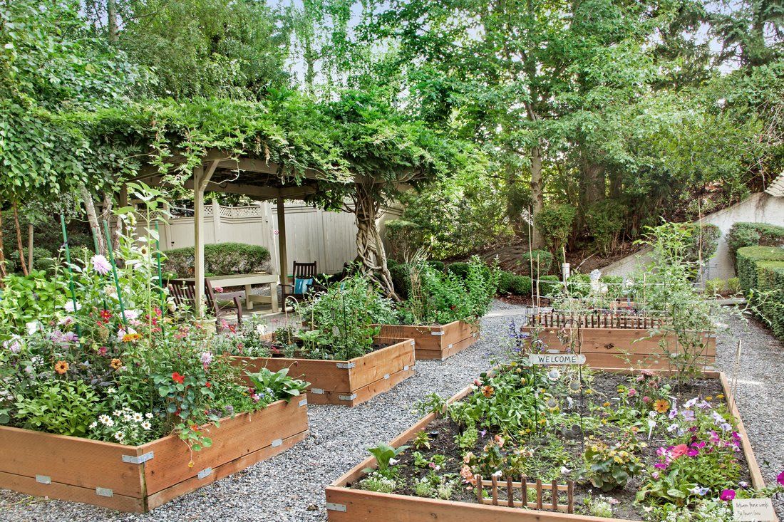 A lush garden featuring raised beds filled with various plants, set alongside a gravel pathway under a pergola.