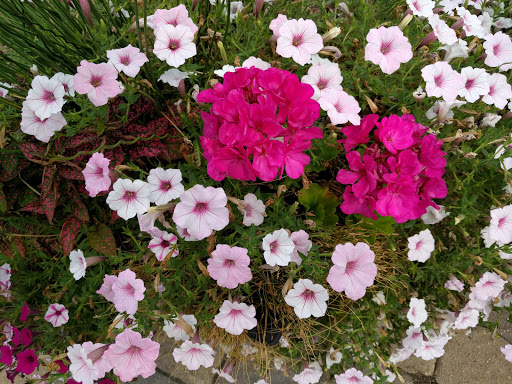 A vibrant display of pink flowers, including petunias and geraniums, in a lush garden setting.