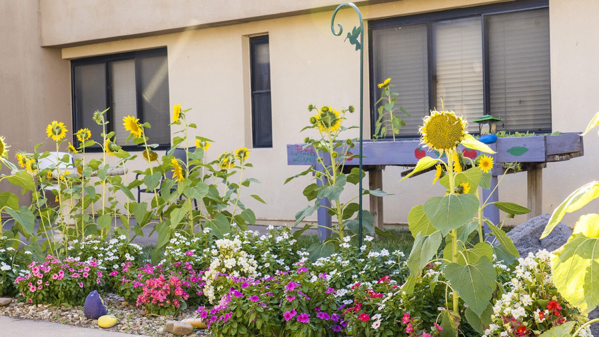 A vibrant garden with sunflowers and various flowers in front of a building.