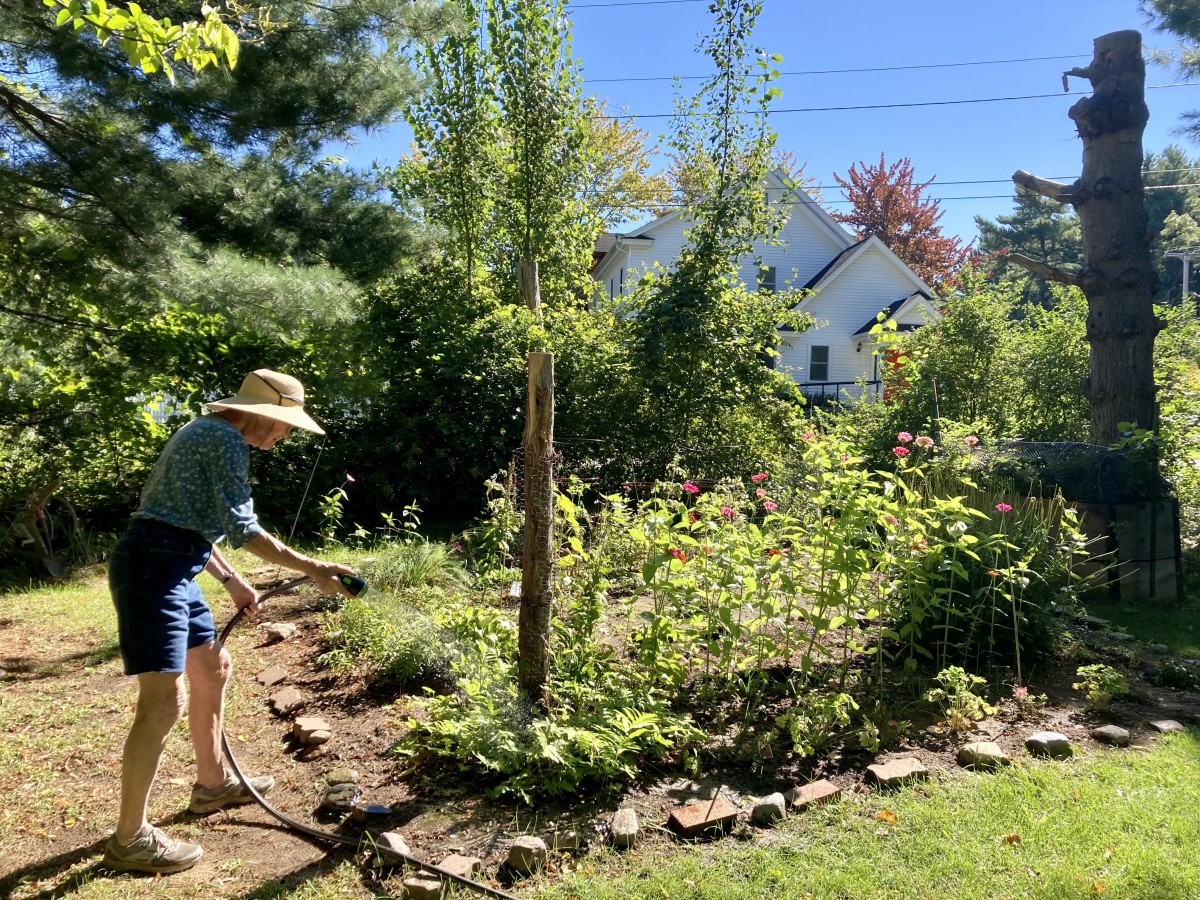 A person is watering plants in a sunny garden.