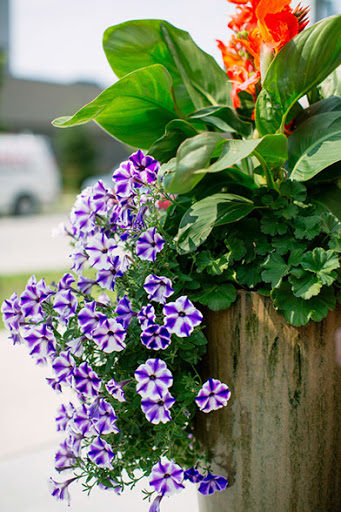 A vibrant display of purple petunias cascading from a wooden planter, surrounded by lush green foliage.