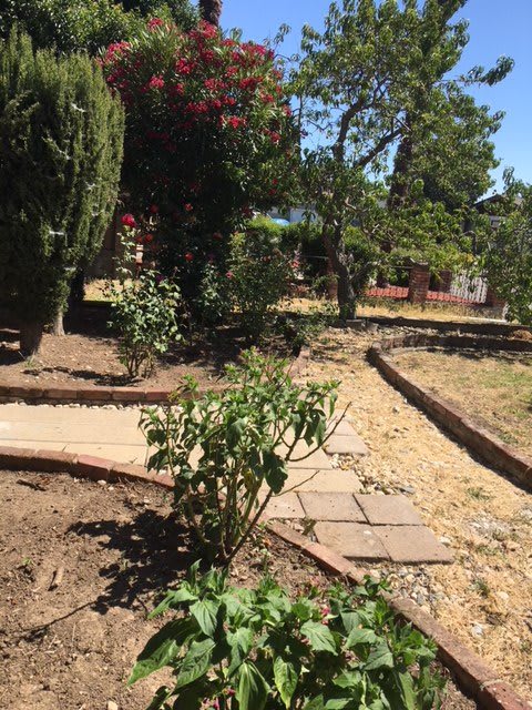 A garden with a pathway surrounded by various plants and trees on a sunny day.