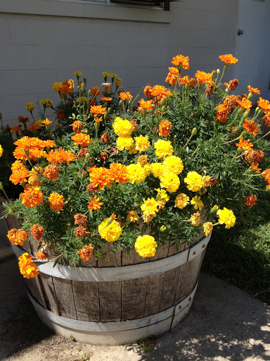 A vibrant display of orange and yellow marigolds blooming beautifully in a wooden barrel planter.