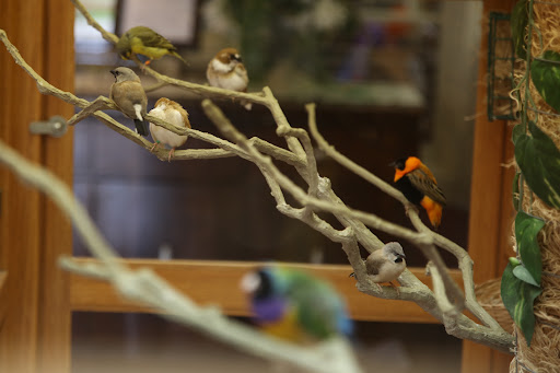A variety of colorful birds perched on a branch, showcasing their natural beauty.