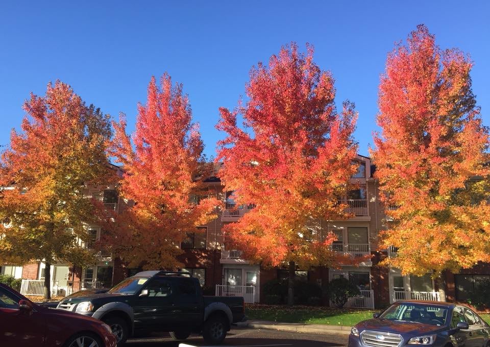 A vibrant display of autumn foliage with red and orange leaves under a clear blue sky in a residential area.