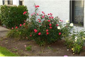 A colorful garden with blooming rose bushes against a light-colored wall.