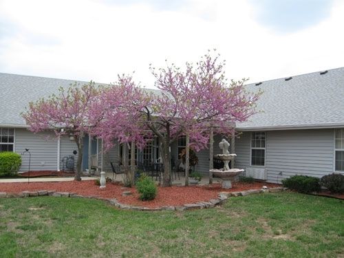 A house with a landscaped garden featuring blooming trees.