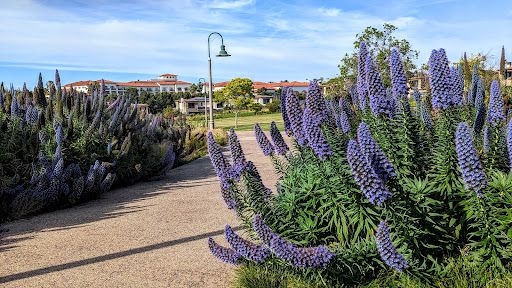 A serene pathway lined with vibrant lavender flowers under a clear blue sky.
