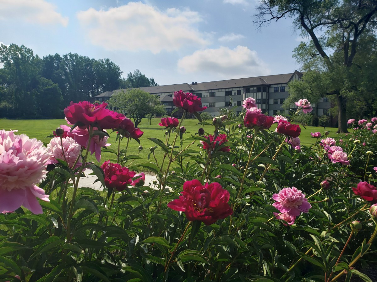 A vibrant garden of red and pink flowers with a building in the background under a blue sky.