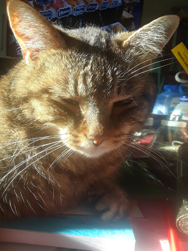 A peaceful cat basking in the warm sunlight.