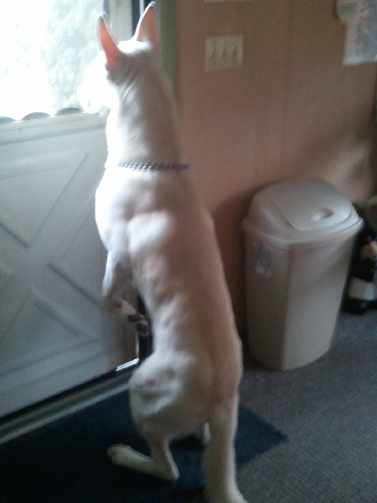 A white dog standing on its hind legs, looking out a door.