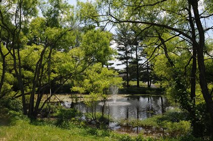 A serene pond surrounded by lush green trees.