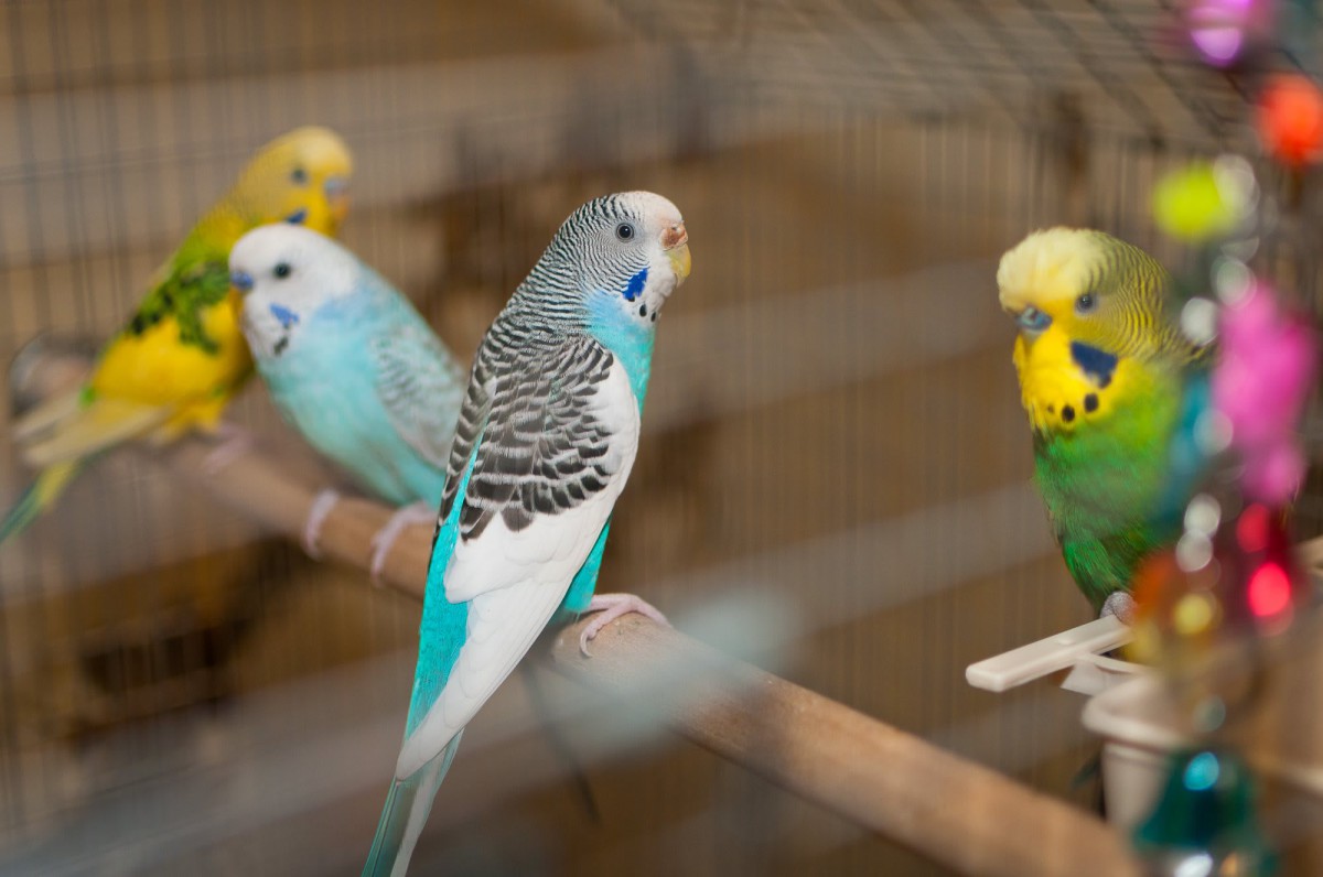 A group of colorful budgies perching in an aviary.
