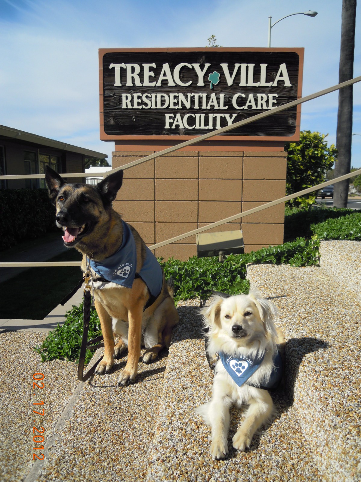 Two dogs sitting in front of the Treacy Villa Residential Care Facility sign.