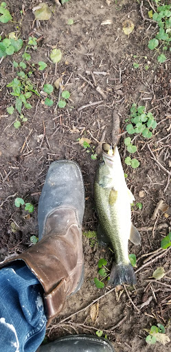 A freshly caught fish lying next to a boot on the ground.