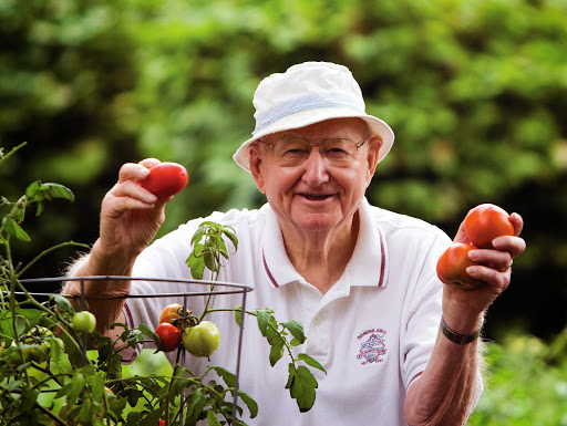 An elderly man proudly displays his fresh tomatoes from the garden.