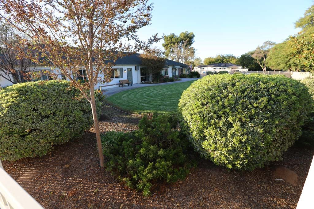 A view of a well-maintained garden with shrubs and trees in front of a house.