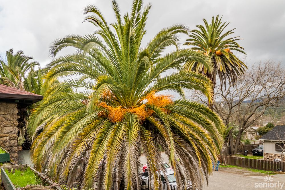 A vibrant palm tree with lush green fronds and some orange-tinted leaves.
