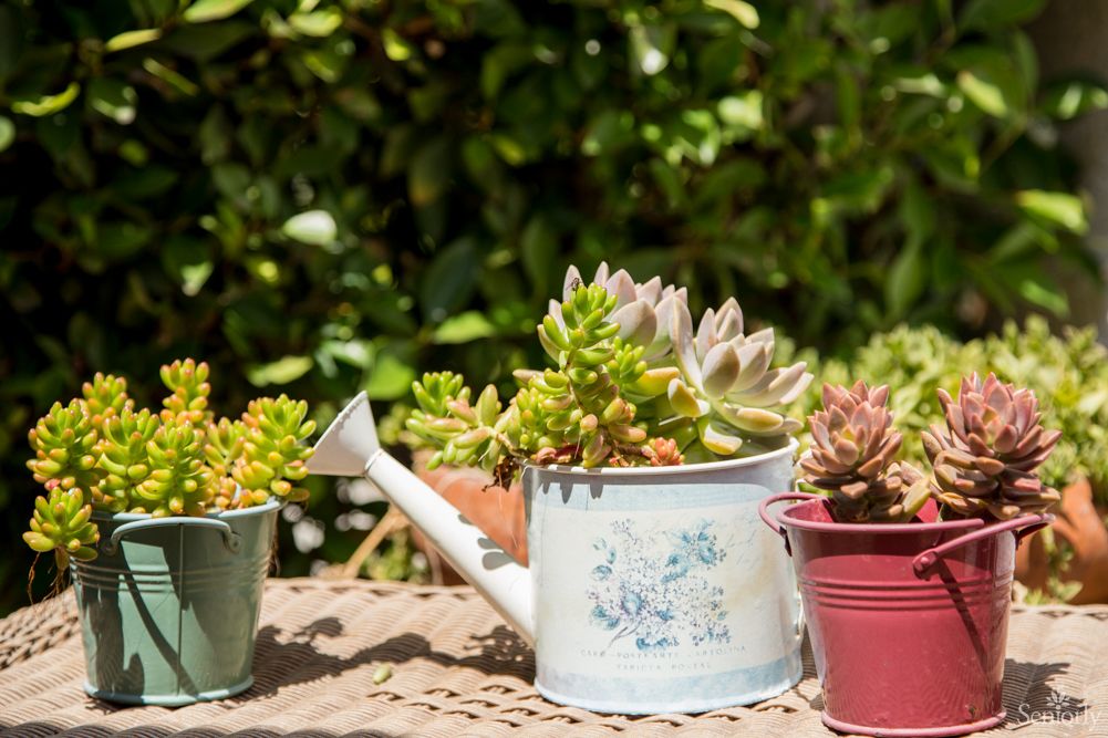 Succulent plants arranged in decorative pots and a watering can, basking in the sunlight outdoors.