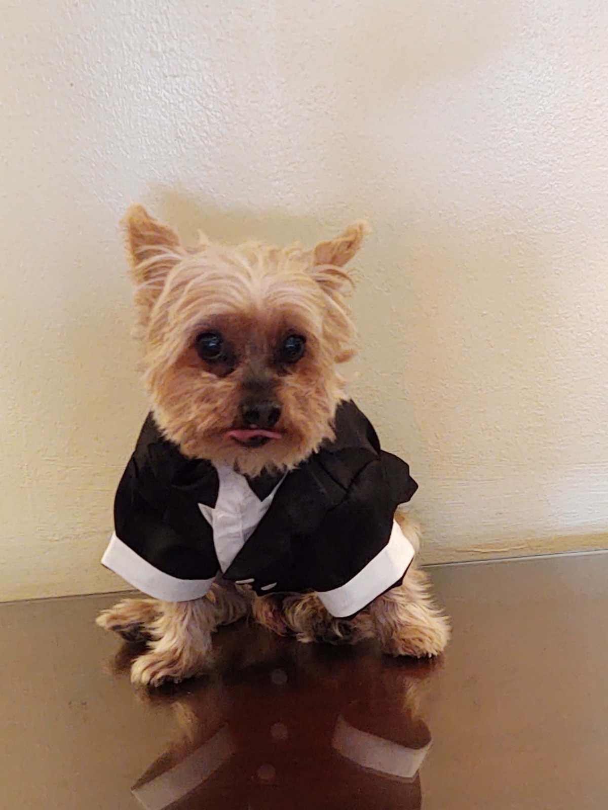 A cute Yorkshire Terrier dressed in a tuxedo sitting indoors.