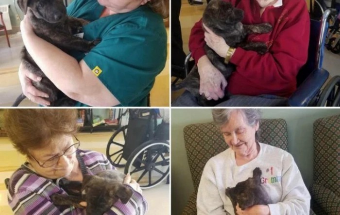 Residents in a care home enjoying the company of therapy dogs.