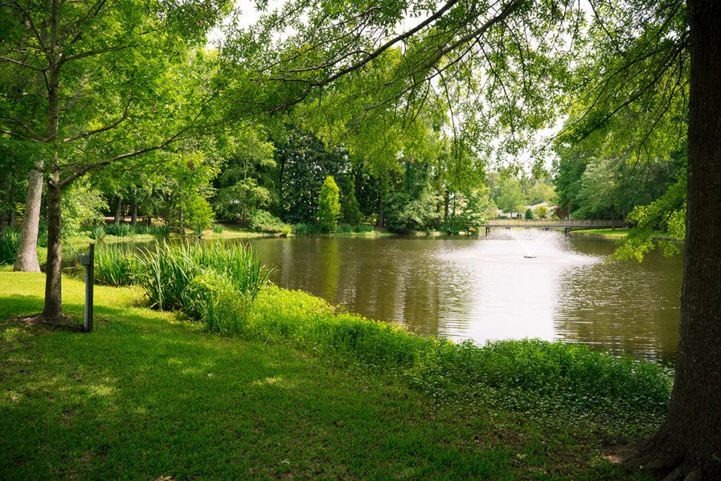 A serene riverside view with lush greenery and overhanging trees.