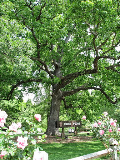 A serene view of a lush green tree surrounded by vibrant flowers and a cozy bench in the park.