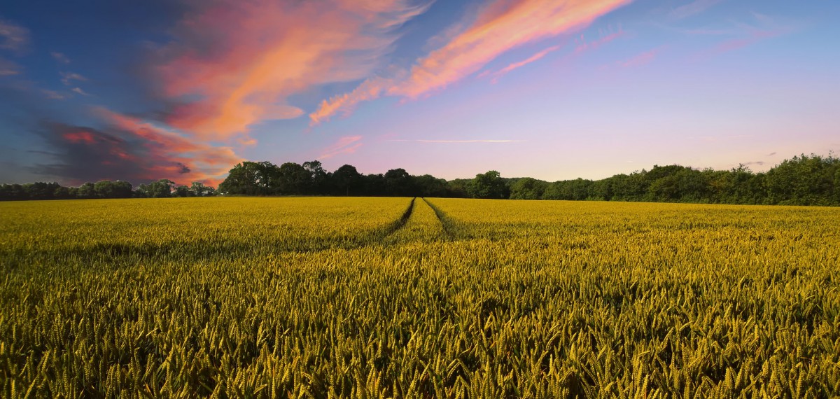 A lush wheat field stretches towards the horizon under a vibrant sunset sky.