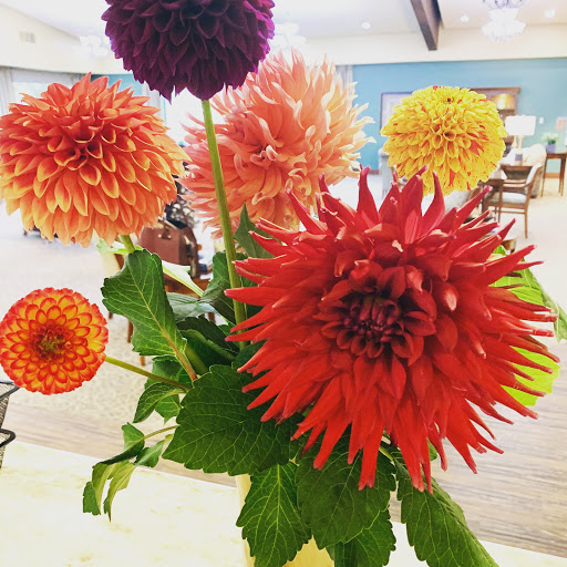 A vibrant bouquet of colorful dahlias bringing life to the space.