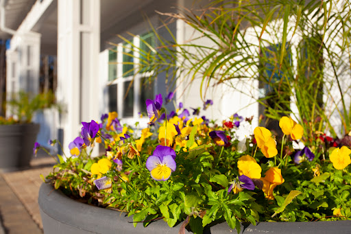 A vibrant display of pansies in various colors blooming in a garden setting.