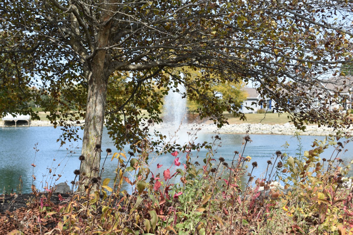 A serene autumn landscape featuring a tree by a pond with a fountain in the background.