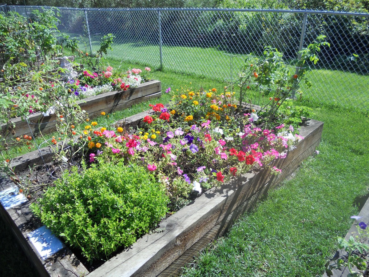 A vibrant garden with a variety of flowers growing in raised wooden beds, surrounded by a grassy yard and enclosed by a chain-link fence.