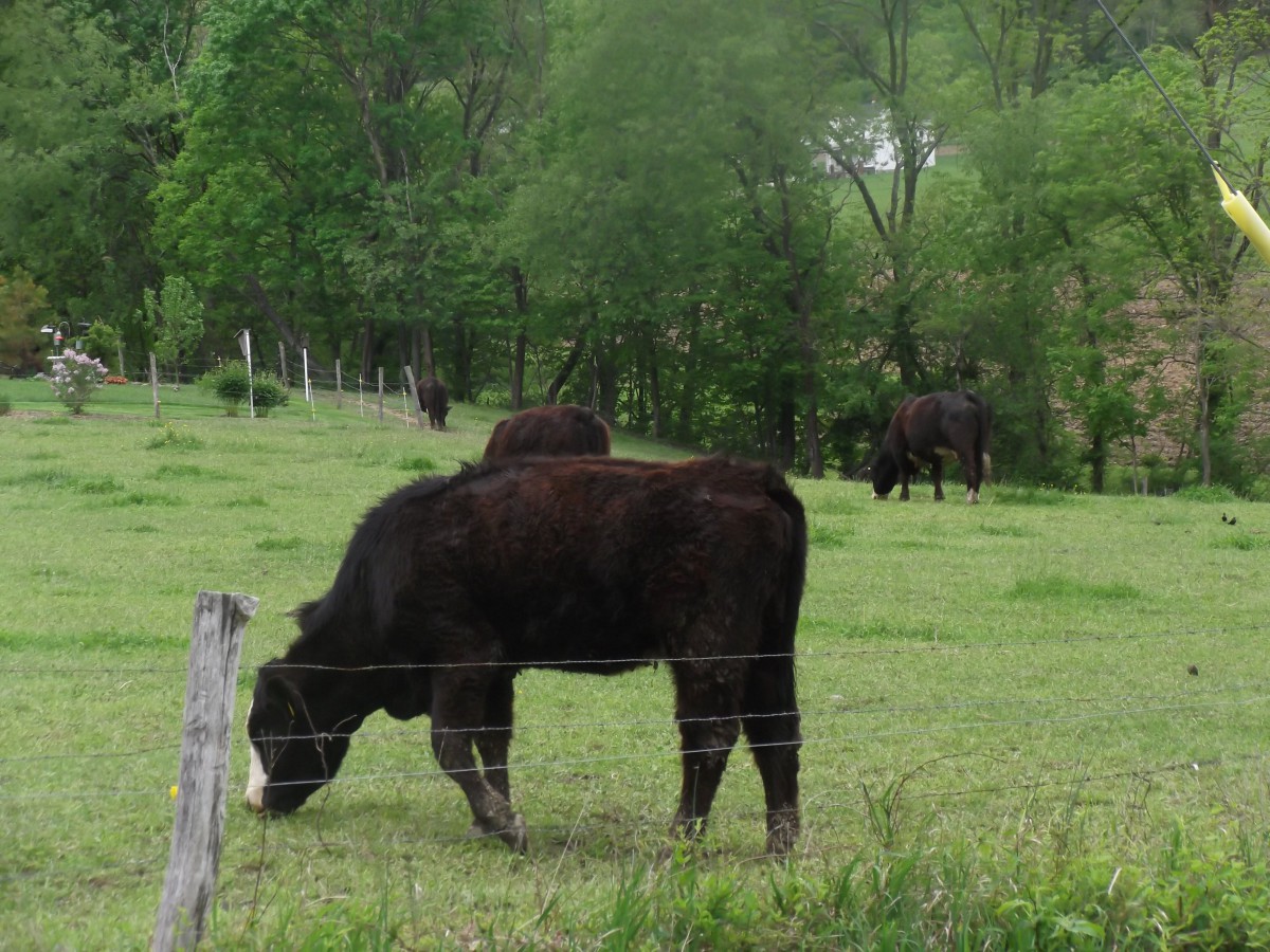 A cow grazing in a green pasture surrounded by trees and a fence.
