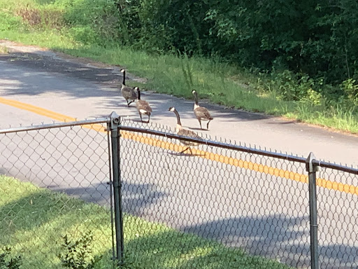 A group of geese crossing the road near a fence.