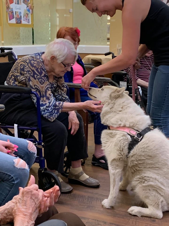 An elderly woman in a wheelchair interacts with a therapy dog indoors.