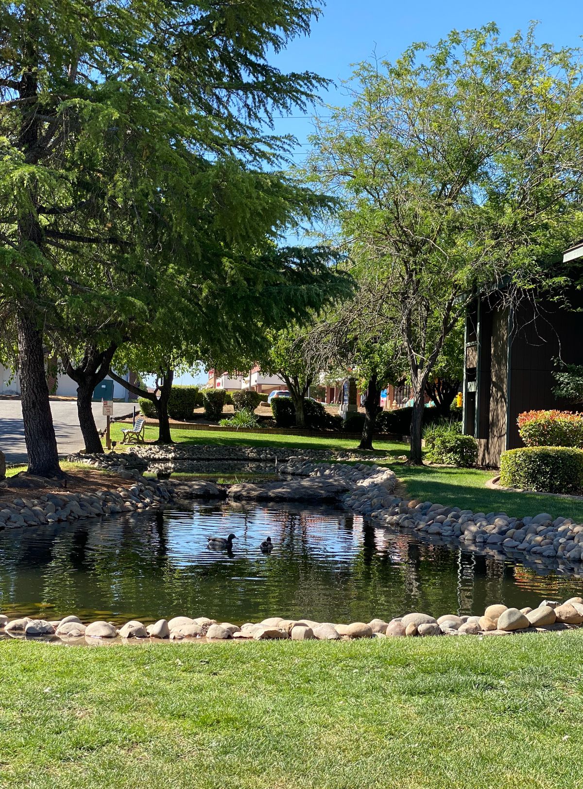 A tranquil park scene featuring a small pond with ducks and surrounding greenery.