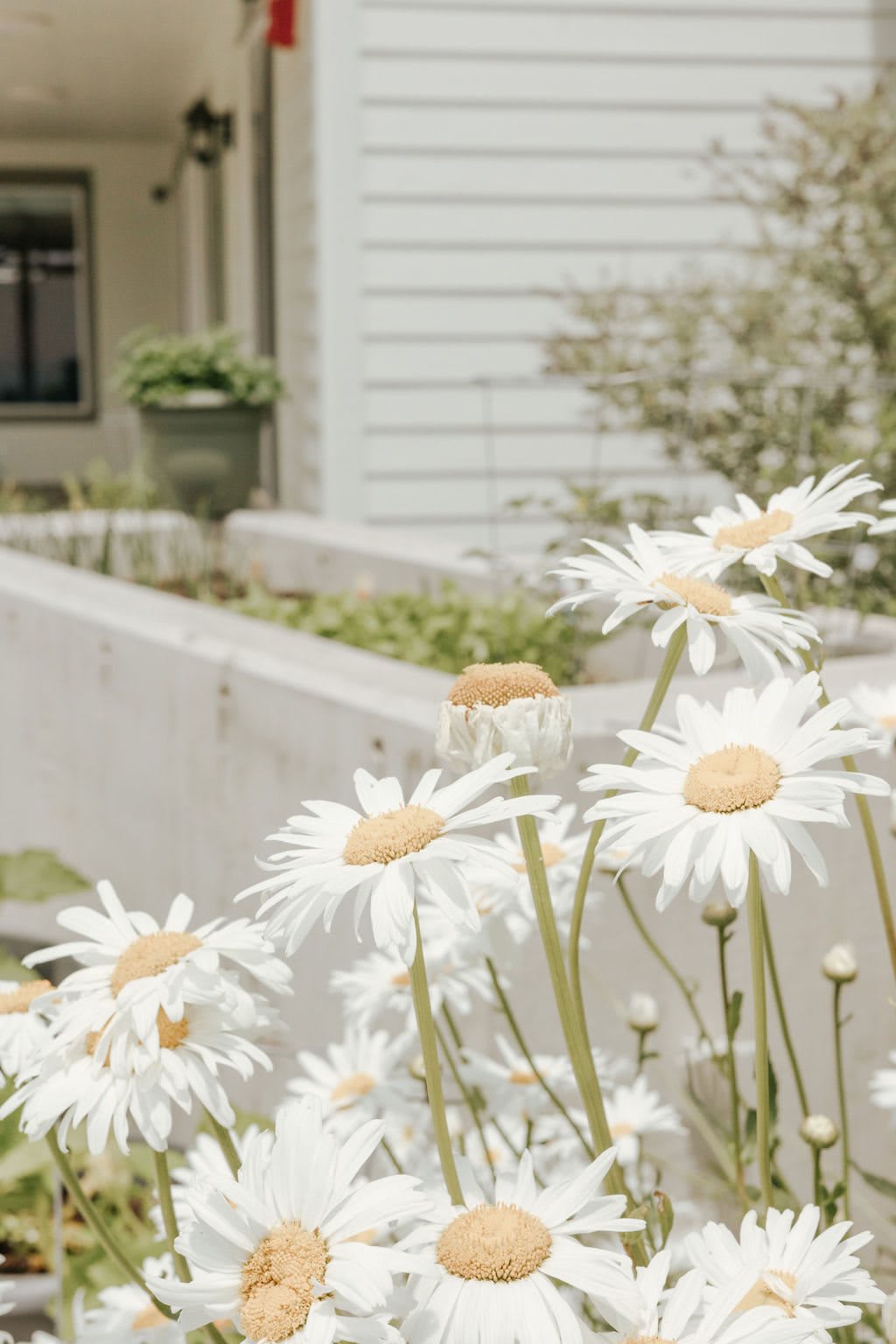 A garden with blooming daisies in front of a house.