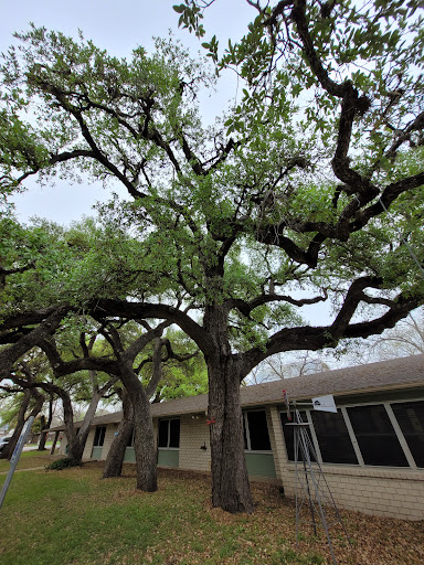 A sprawling tree with lush green leaves next to a building.
