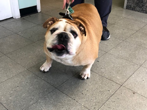 A playful bulldog enjoying a visit indoors.