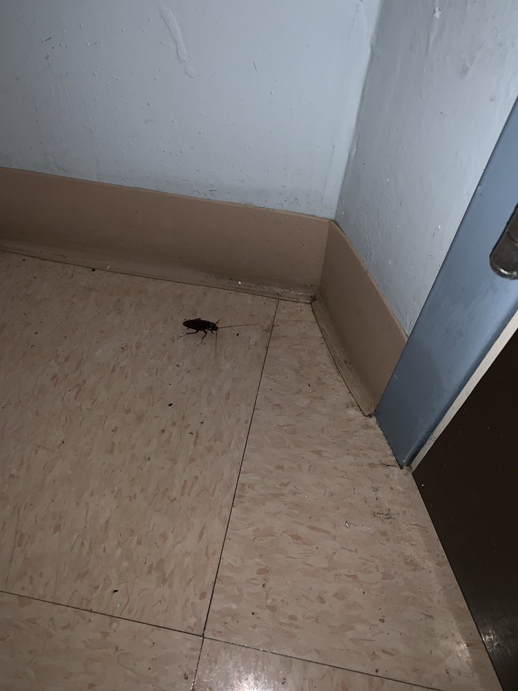 A roach is seen on the floor near a corner indoors.