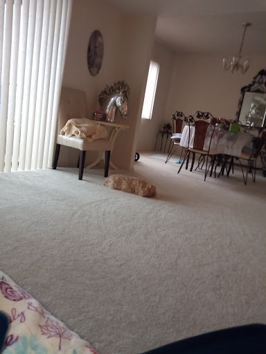 A cozy living room scene featuring a relaxed cat on the carpet.