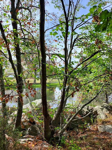 A serene view of trees framing a tranquil body of water.