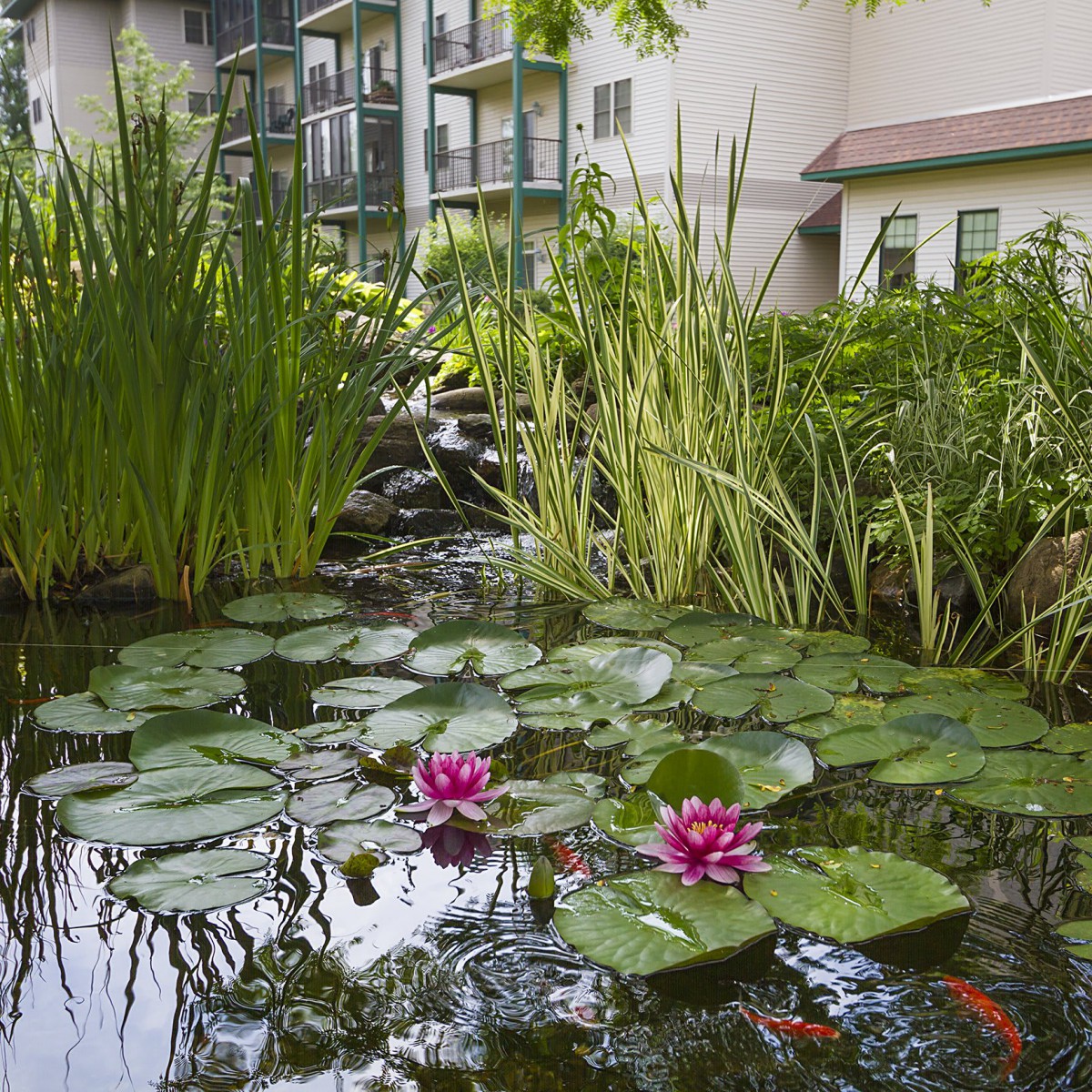 A tranquil pond with water lilies in a garden setting, surrounded by greenery and adjacent to a building.