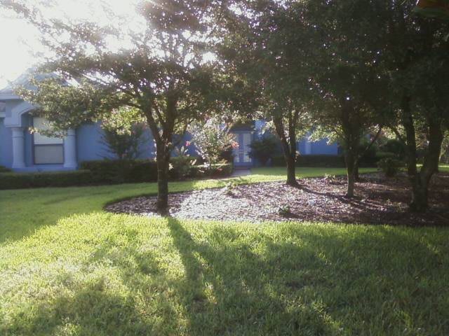 Sunlit garden with trees casting long shadows on the grass.
