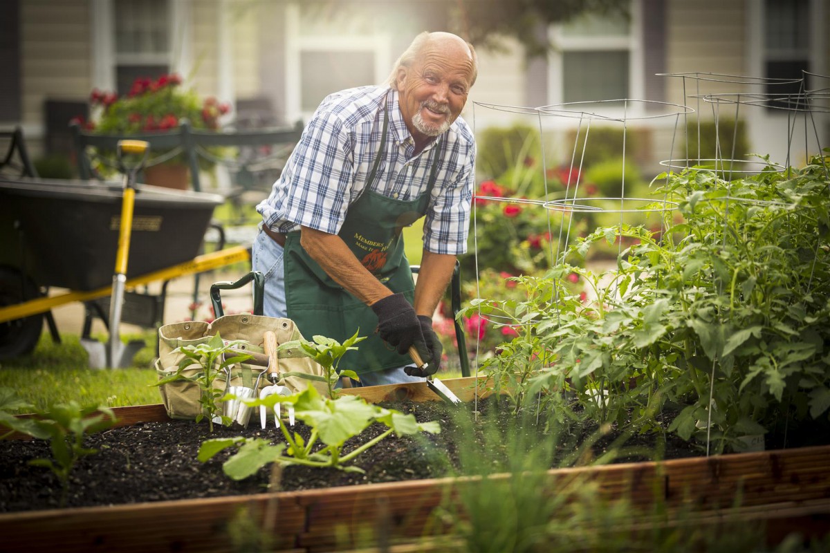 A senior man enjoying gardening in a lush vegetable garden.