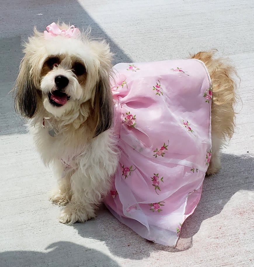 A cute dog wearing a pink costume, looking cheerful.