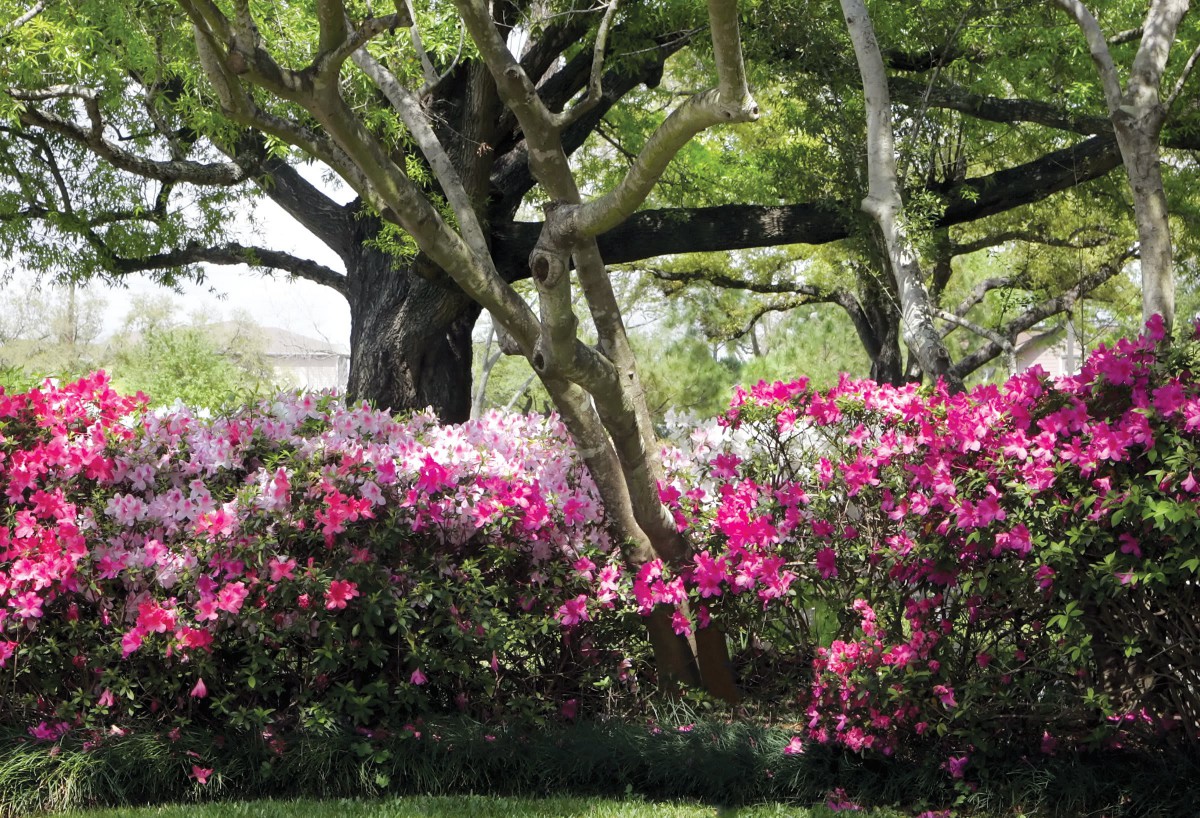 A vibrant garden featuring blooming azaleas beneath large, spreading trees.